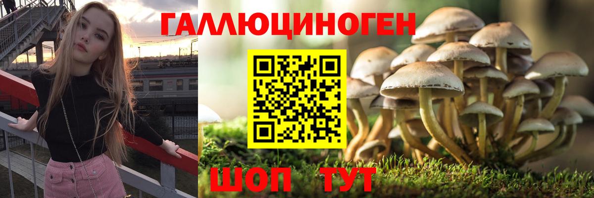 Галлюциногенные грибы Cubensis Гусев
